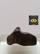 Load image into Gallery viewer, 🌿Brunei Sinking Old Agarwood Dragon Amulet 10g Crafted on Both Sides 🌱 “飞龙在天” 文莱老料沉水沉香牌 10克🌿 (D)
